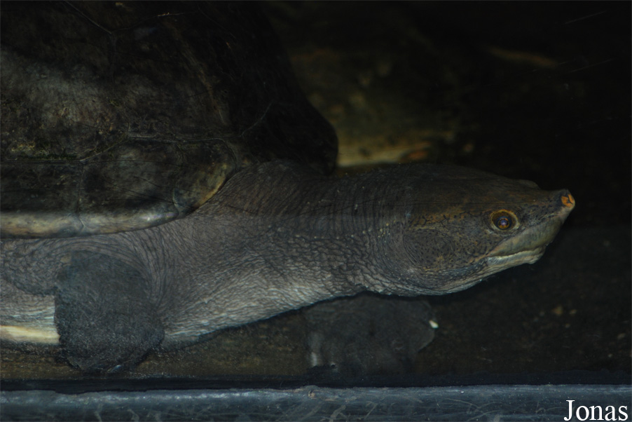 Dermatemys mawii