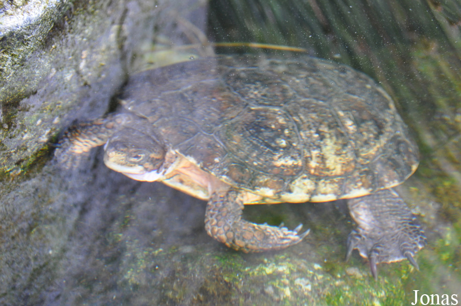 Actinemys marmorata