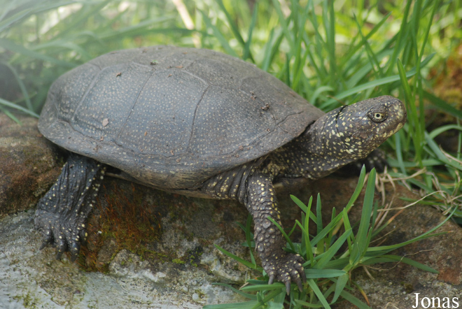 Emys orbicularis