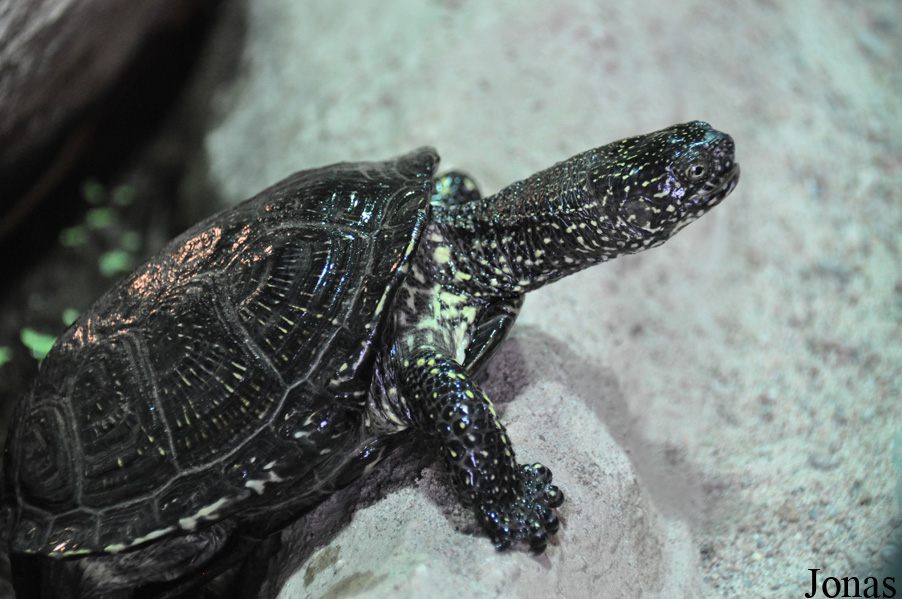 Emys orbicularis