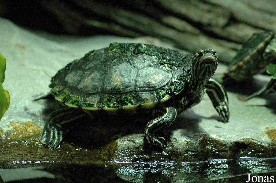 Graptemys flavimaculata