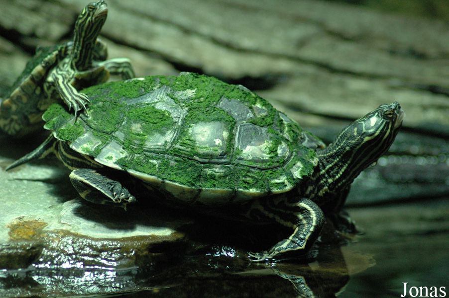Graptemys flavimaculata