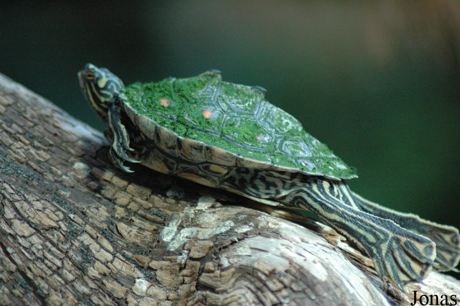 Graptemys flavimaculata