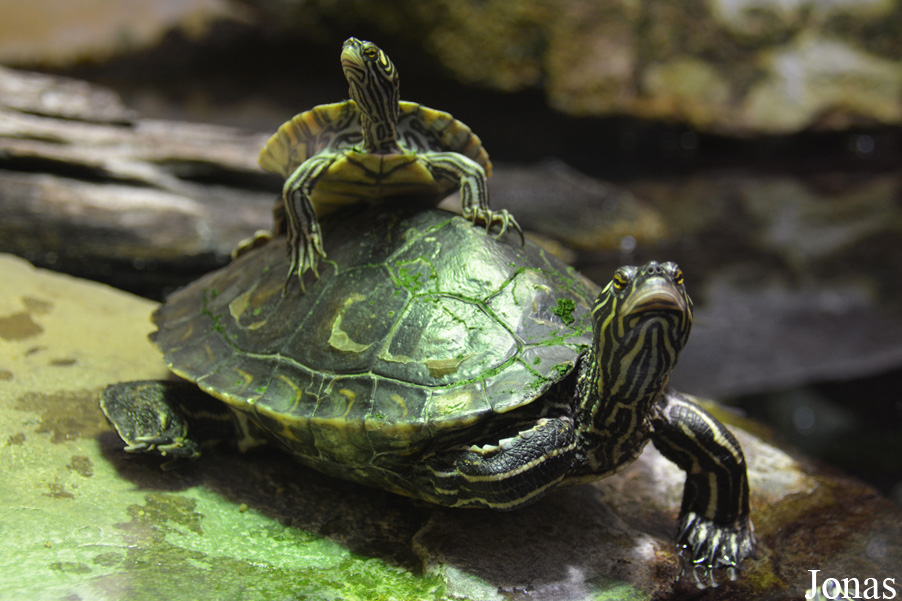 Graptemys flavimaculata