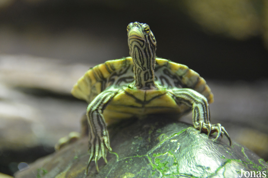 Graptemys flavimaculata