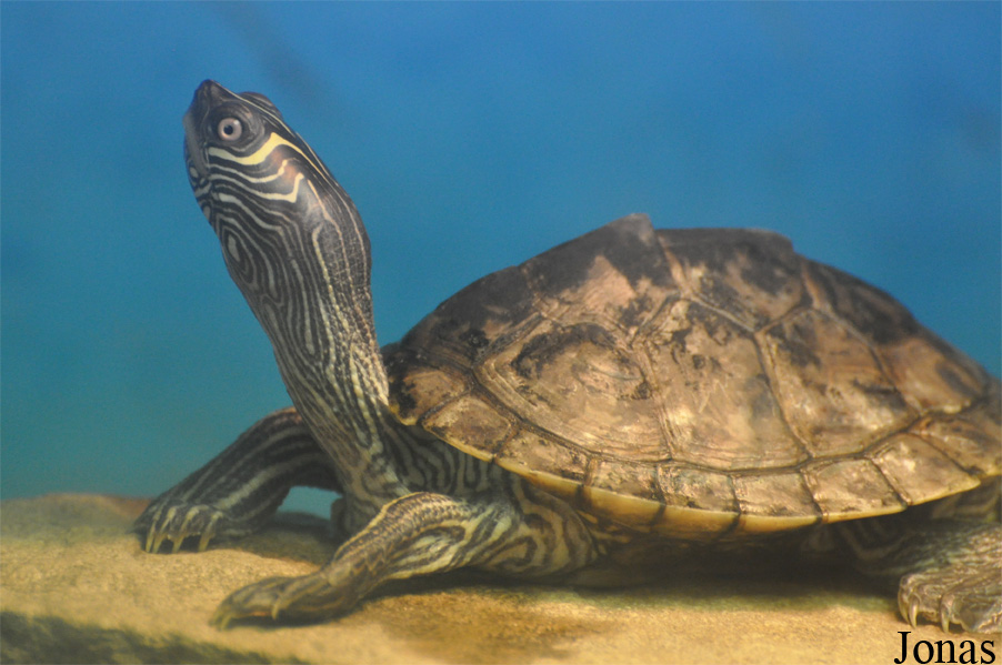 Graptemys pseudogeographica kohnii