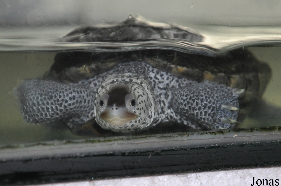 Malaclemys terrapin