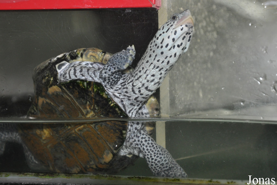Malaclemys terrapin