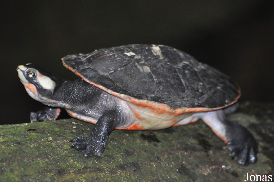 Pseudemys rubriventris