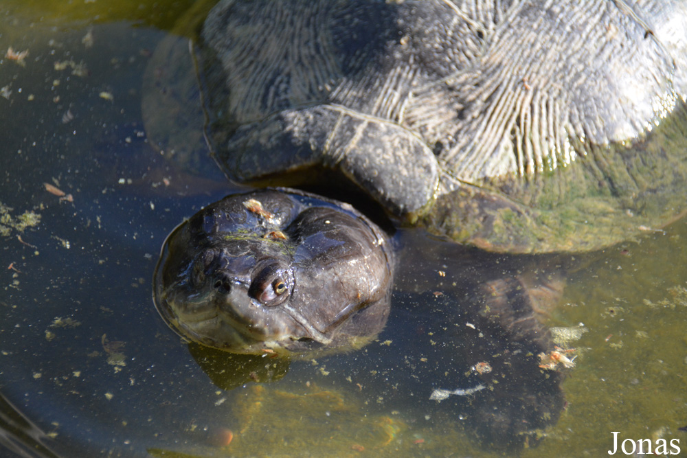 Trachemys decussata