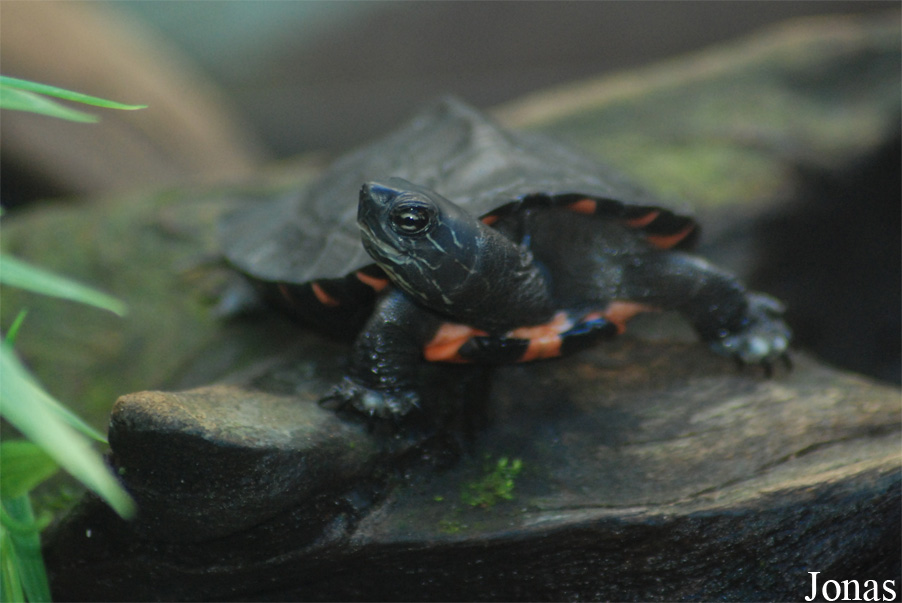 Chinemys nigricans