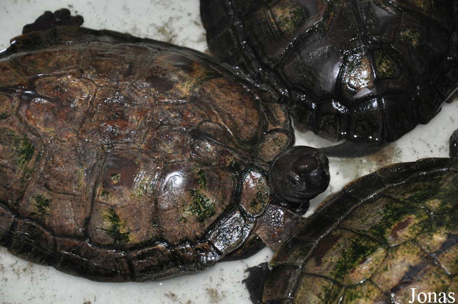 Cyclemys dentata