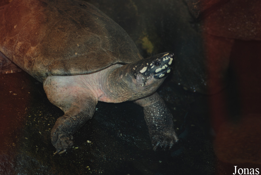 Geoclemys hamiltonii