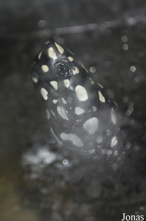 Geoclemys hamiltonii