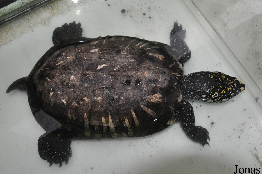 Geoclemys hamiltonii