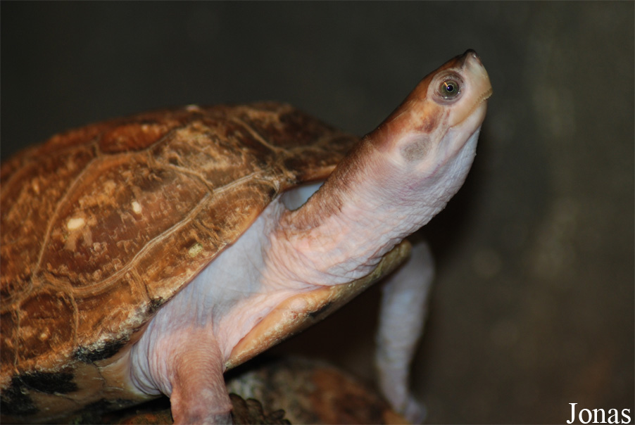 Kachuga smithii