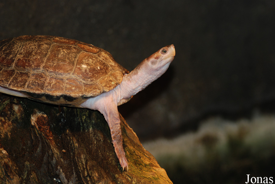 Kachuga smithii