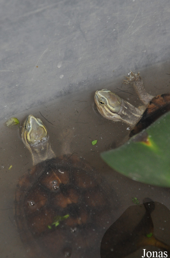 Mauremys annamensis