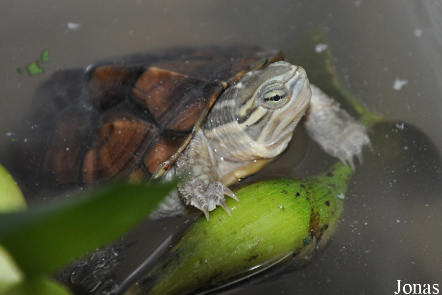 Mauremys annamensis