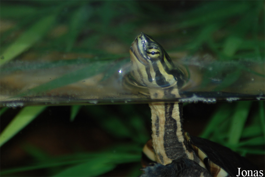 Mauremys annamensis