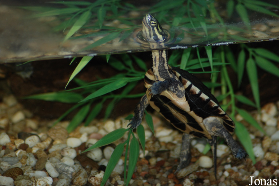 Mauremys annamensis