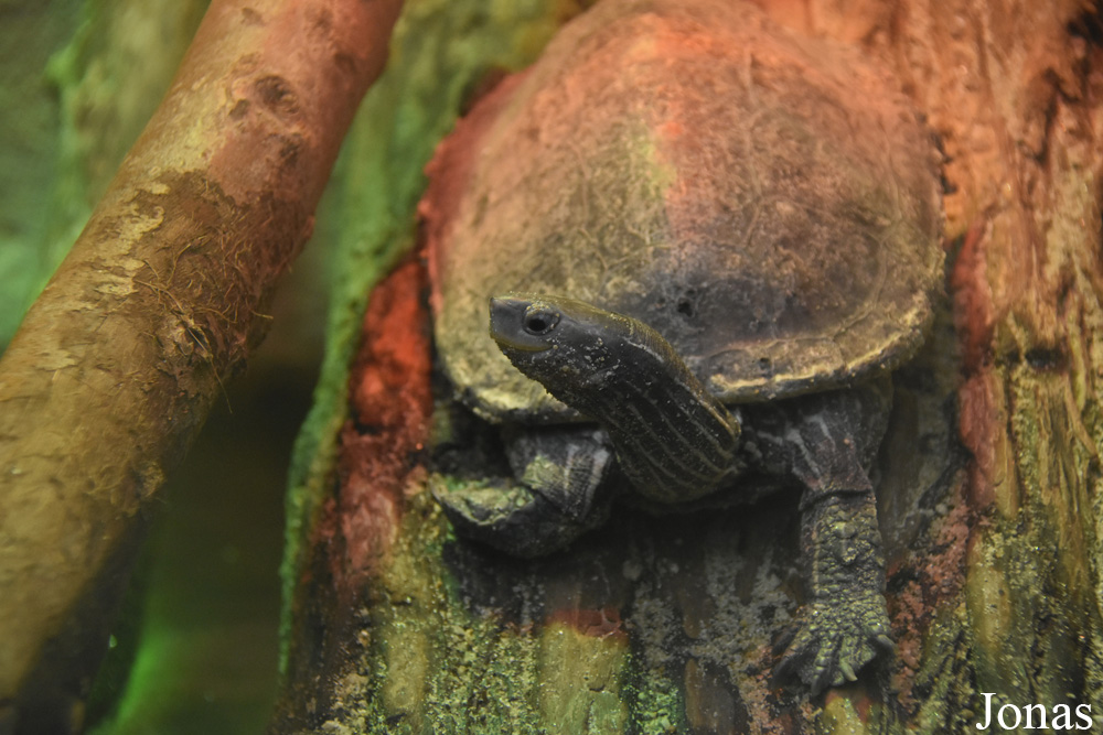 Mauremys caspica