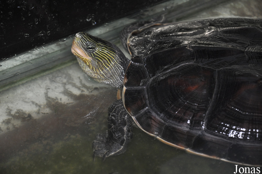 Mauremys sinensis