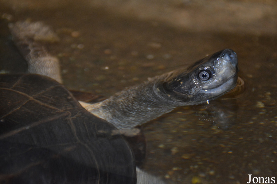Melanochelys trijuga
