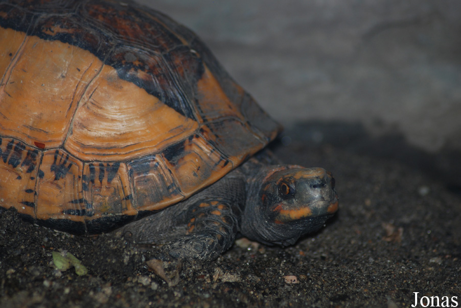 Notochelys platynota