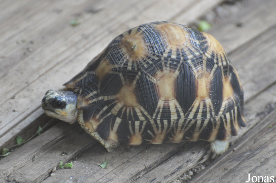 Astrochelys radiata