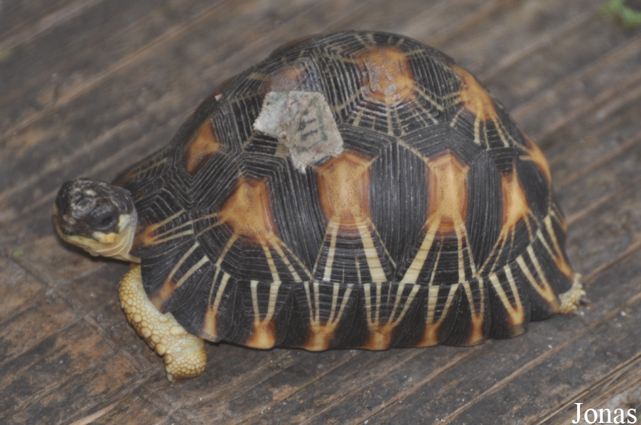 Astrochelys radiata