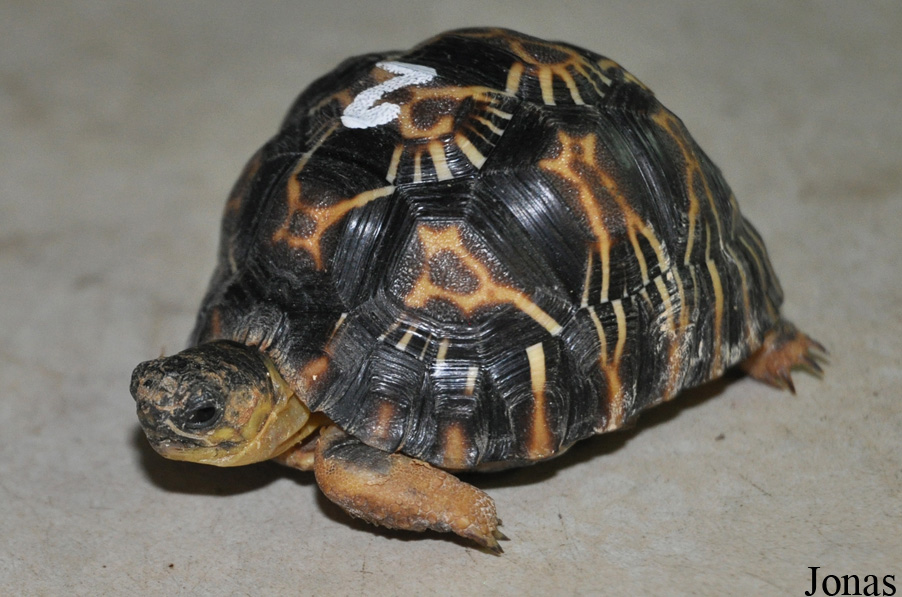 Astrochelys radiata