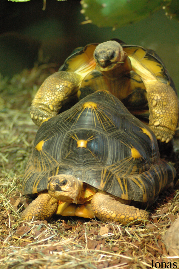 Astrochelys radiata