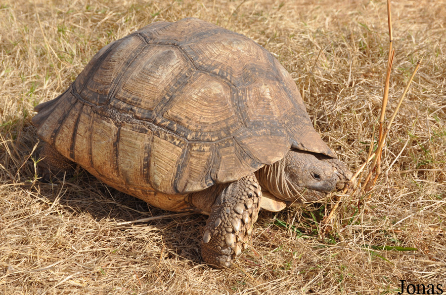 Centrochelys sulcata