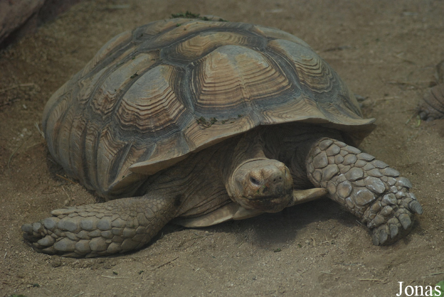 Centrochelys sulcata