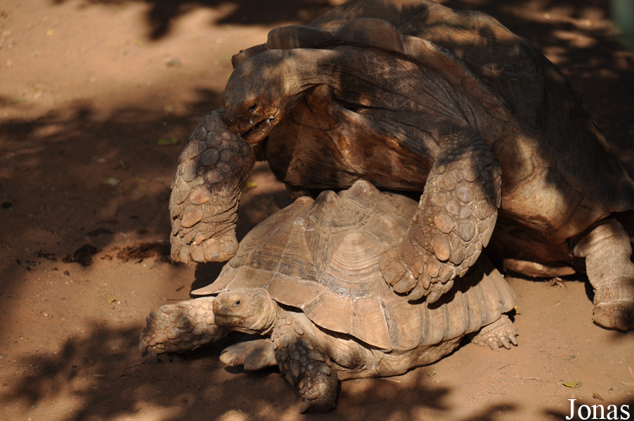 Centrochelys sulcata
