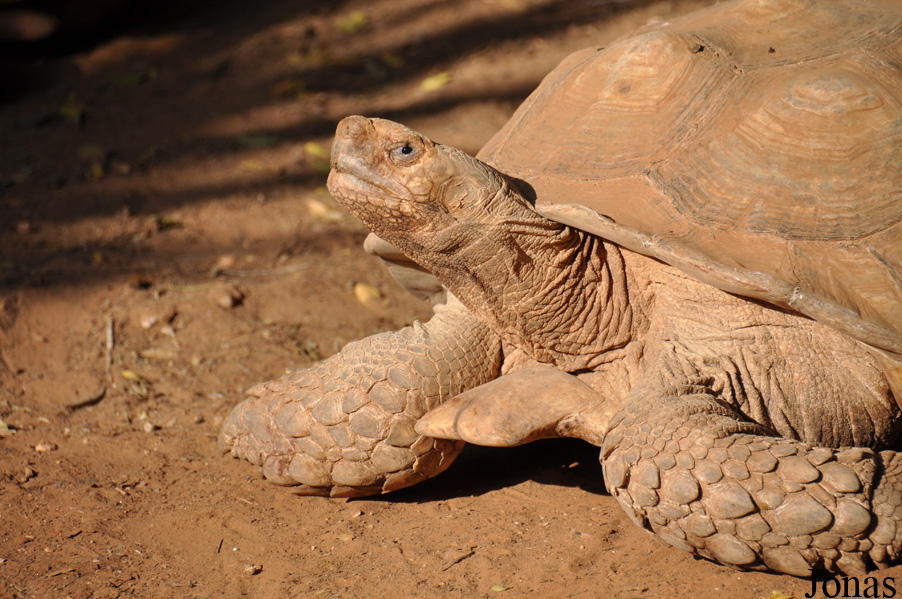 Centrochelys sulcata