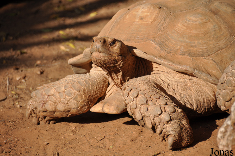 Centrochelys sulcata