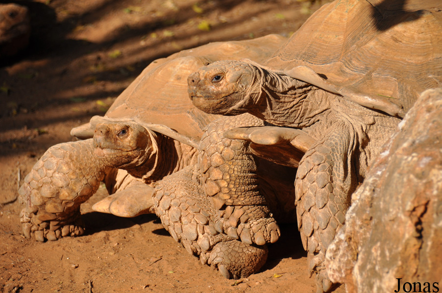 Centrochelys sulcata