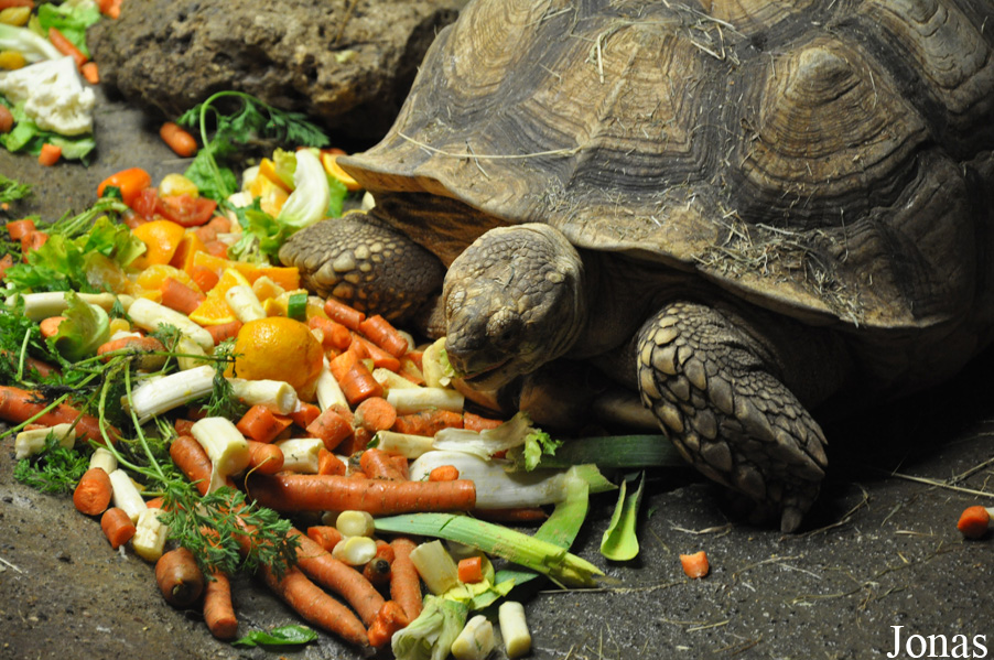 Centrochelys sulcata