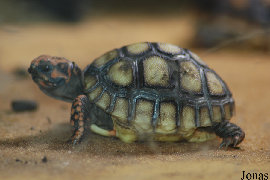 Chelonoidis carbonaria