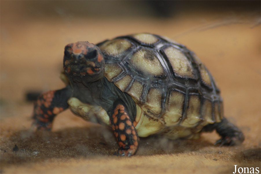Chelonoidis carbonaria