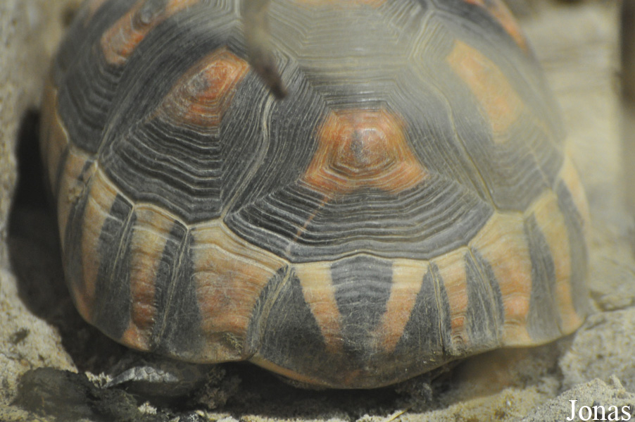 Chersina angulata