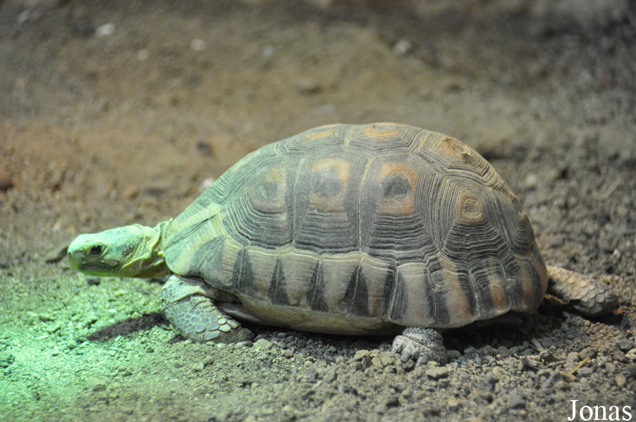 Chersina angulata