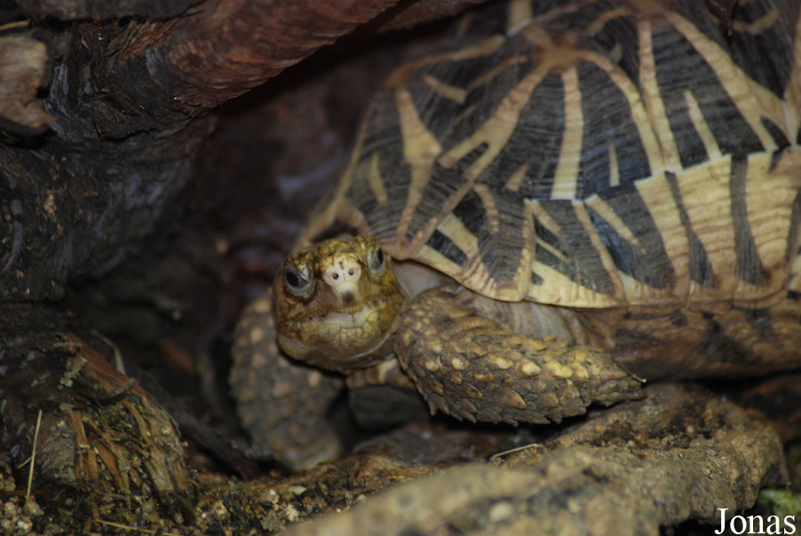 Geochelone elegans