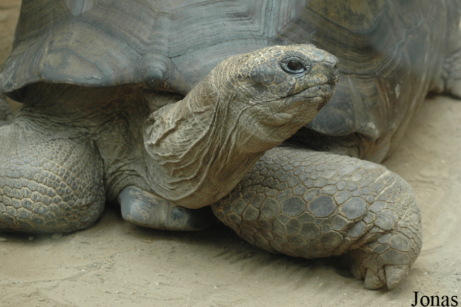 Geochelone gigantea