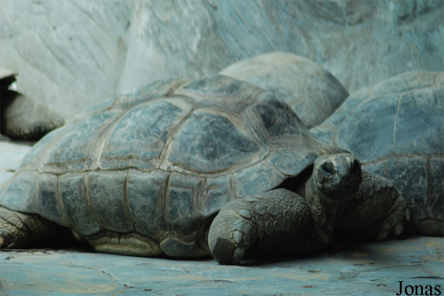 Geochelone gigantea