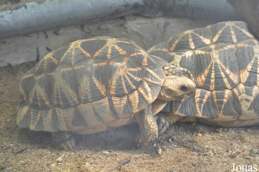 Geochelone platynota