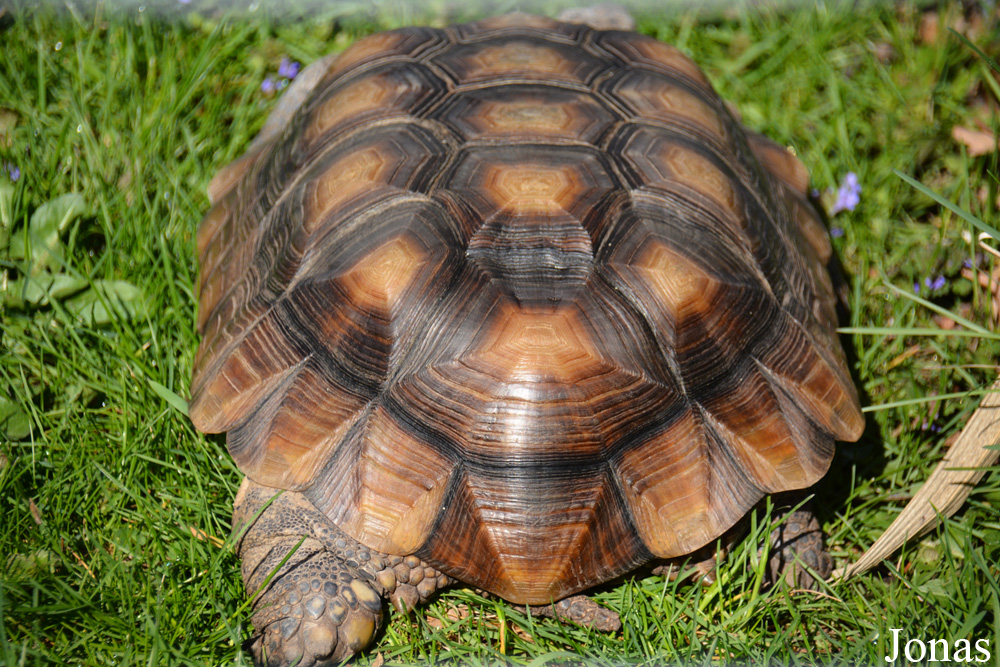 Gopherus agassizii