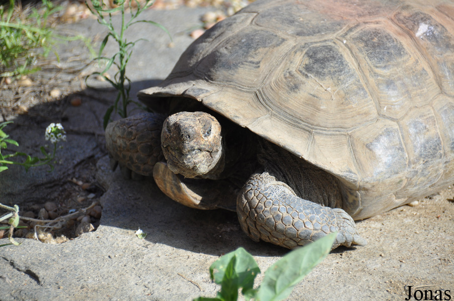 Gopherus agassizii